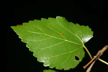 IMG_2313.webp