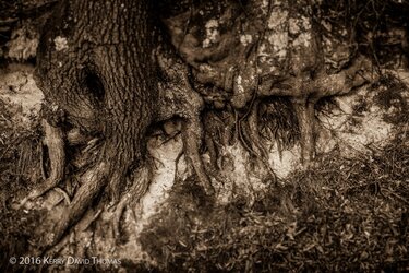 gnarly-trunk-4.jpg