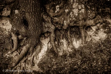 gnarly-trunk-4.webp