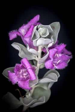 Macro Flowers-2.webp Macro Flowers-2.webp