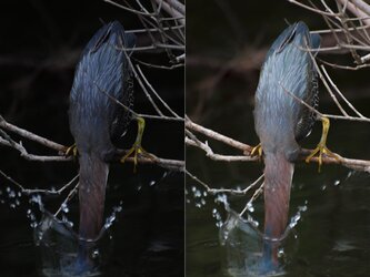 green heron.jpg