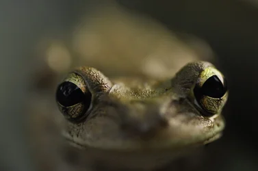 treefrog.webp