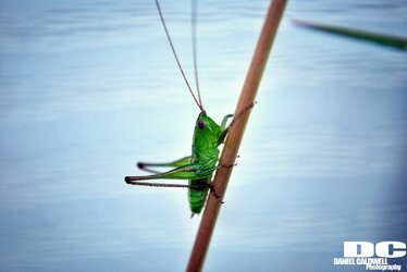 grass hopper on stick.jpg