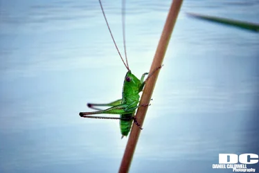 grass hopper on stick.webp