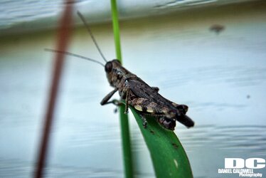 hopper on grass.jpg