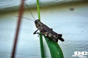 hopper on grass.webp
