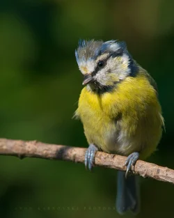 The-Bluetit.webp