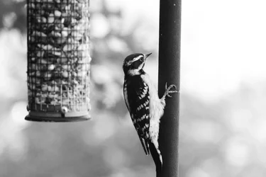 B&WBird.webp