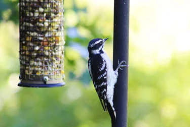 Bird1.webp