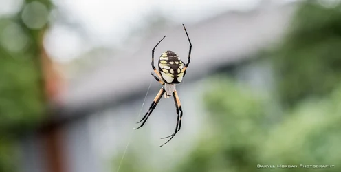 DSC_2537.webp