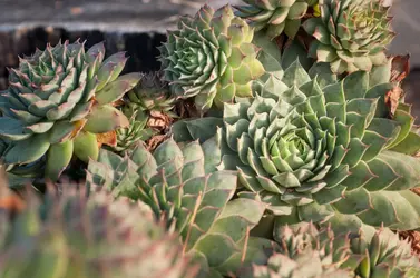 for web-0047.webp