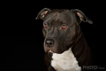 american_staffordshire_terrier.webp
