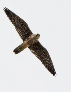 Falcon.webp