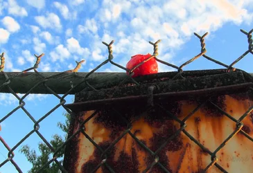 tomato fence sig.webp