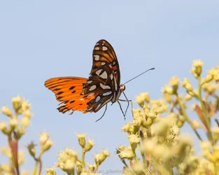 Fritillary.webp