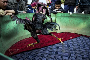 Cock fight small.webp