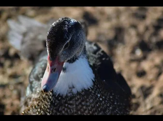duck.webp