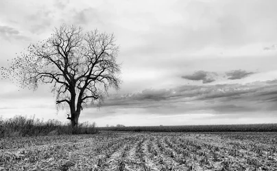 Corn field tree birds.jpg sigg.webp