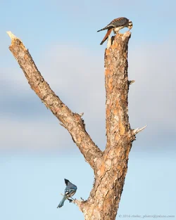 Curious-Treemates.webp