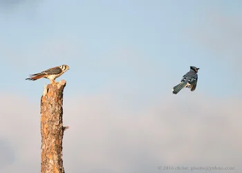 Eyeing-an-Uninvited-Guest.webp