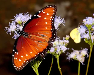 DSC00032xl.webp
