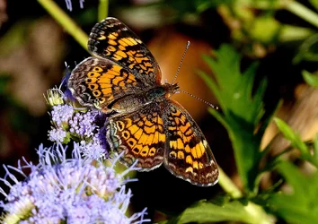Pearl Crescent.webp