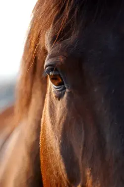 Horse looking at his loved one.webp