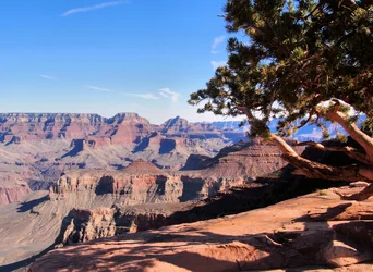 a GC trees right PB240165.webp