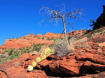 a PB230103A dead tree prickly pear.jpg