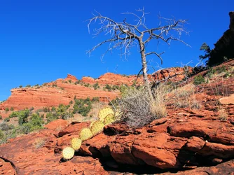 a PB230103A dead tree prickly pear.webp