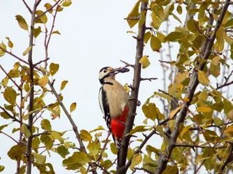 DSCF4464.webp
