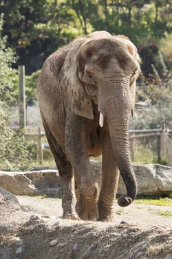Elephant2-1.webp