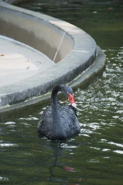 BlackSwan1.webp