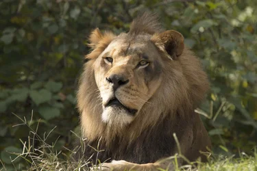 Lion2-1.webp