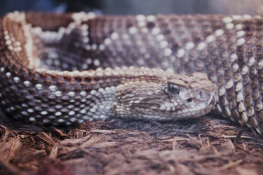 Snake.webp