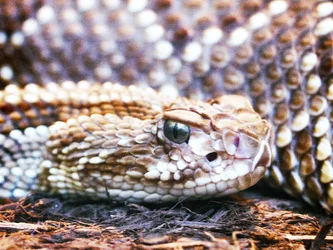Snake1.webp