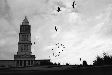 geese_23924185063_o.webp geese_23924185063_o.webp