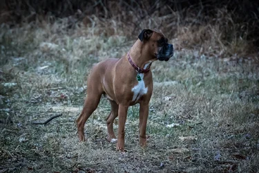 Miss Daisy_1.webp Miss Daisy_1.webp