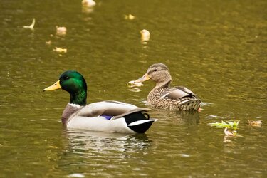 Mallard Couple.JPG