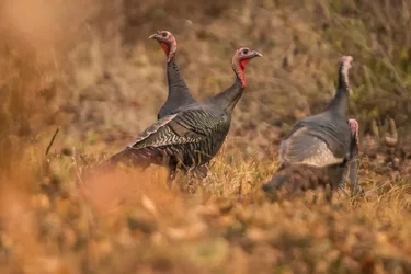 Turkeys.webp Turkeys.webp