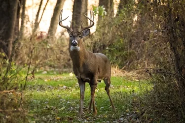 Beautiful Buck2 1 1.webp Beautiful Buck2 1 1.webp