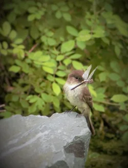 Bird and Fly.webp Bird and Fly.webp