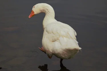 Drinking Goose.webp Drinking Goose.webp