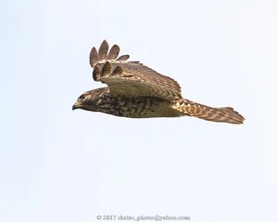 hawk2-1-20.webp