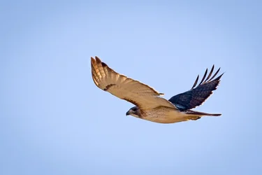 RedTailHawk-34.webp
