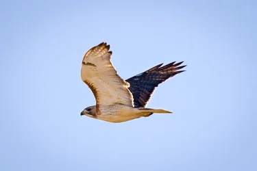 RedTailHawk-35.webp