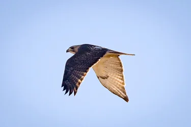 RedTailHawk-38.webp