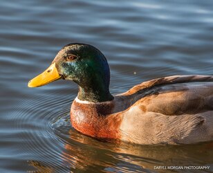 Ducks_Daryll Morgan Photography-2.jpg