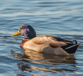 Ducks_Daryll Morgan Photography-3.jpg