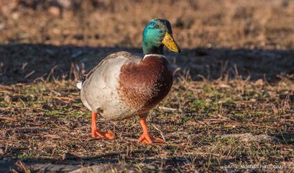 Ducks_Daryll Morgan Photography-4.jpg